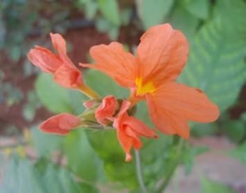 Orange Marmalade Flower Seeds for Planting - 100 pcs